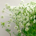Ammi majus White Lace